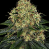barneys auto skywalker