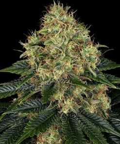 barneys auto skywalker
