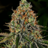 barneys auto tngerinedream