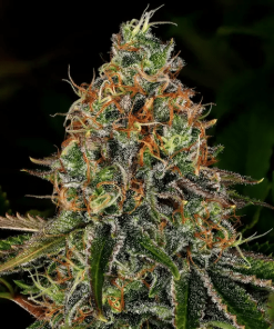 barneys auto tngerinedream