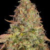 barneys auto zkittlezog