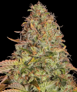 barneys auto zkittlezog