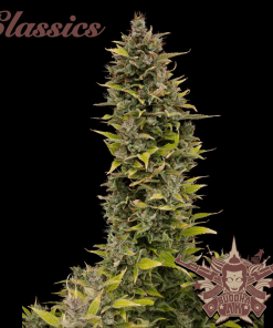 buddha ak