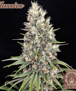 buddha amnesia