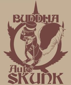 Alternative view of Buddha Skunk Auto - Autofiorenti Femminizzati
