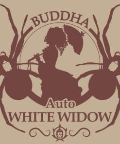 Alternative view of Buddha White Widow Auto - Autofiorenti Femminizzati