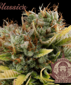buddha critical