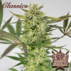 buddha diesel
