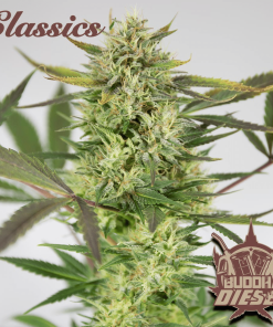 buddha diesel