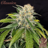 buddha skunk