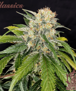 buddha skunk