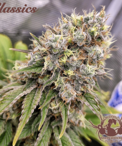 buddha ww