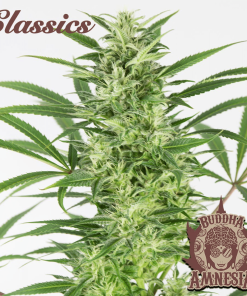bussha auto amnesia