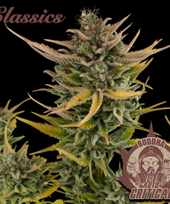 bussha auto critical