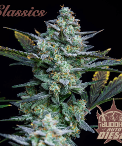 bussha auto diesel
