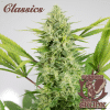 bussha auto skunk