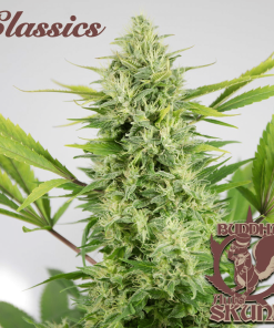 bussha auto skunk