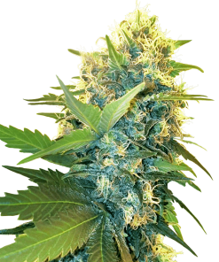 Double Kush Cake - Femminizzati Stagionali