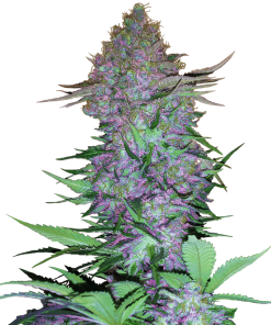 Purple Skunk Auto - Autofiorenti Femminizzati