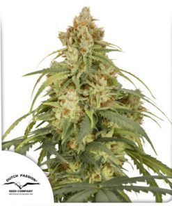 Auto CBD-Victory - Autofiorenti Femminizzati