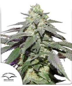 Auto Skywalker Haze - Autofiorenti Femminizzati