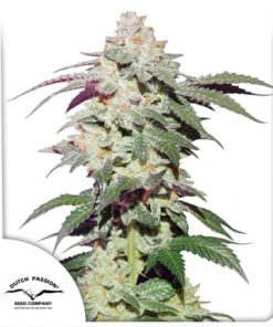Skywalker Haze - Femminizzati Stagionali
