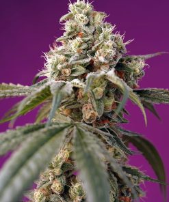 Bruce Banner Auto - Autofiorenti Femminizzati