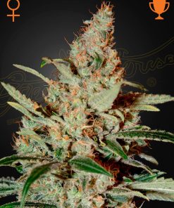 Chemdog - Femminizzati Stagionali