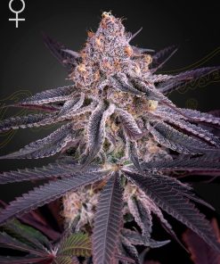 King's Juice - Femminizzati Stagionali