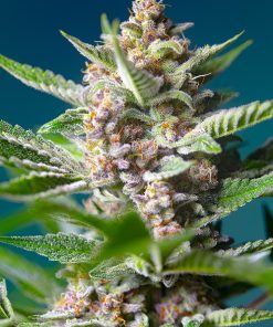 Purple Punch OG - Femminizzati Stagionali