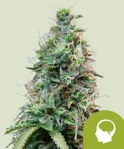 amnesia haze automatic