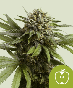 apple fritter automatic