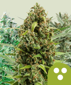 autoflowering mix