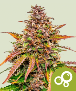 bubble kush automatic