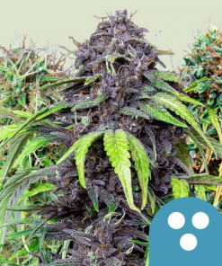 cbd mix