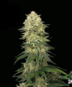 dosidos auto