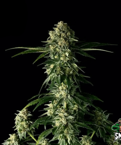 dosidos auto2