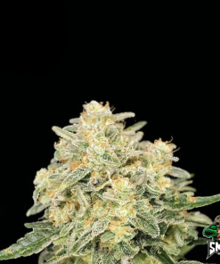 dosidos auto3