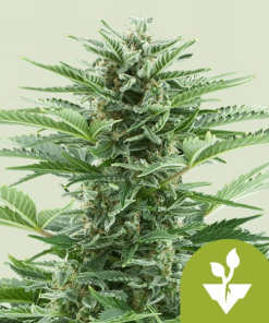 easy bud