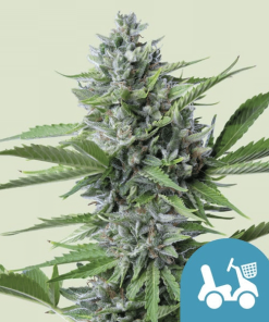 fast eddy automatic cbd