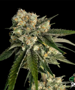 mimosa dream