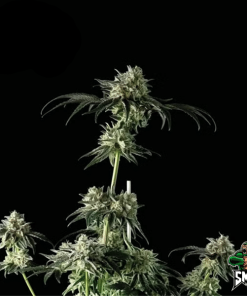 mimosa dream auto