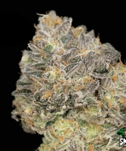 mimosa dream auto2