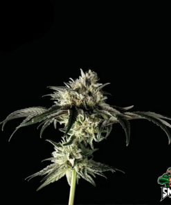mimosa dream auto3