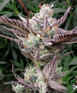 mimosa dream2