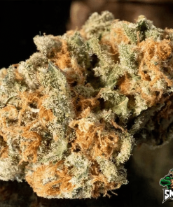 mimosa dream3