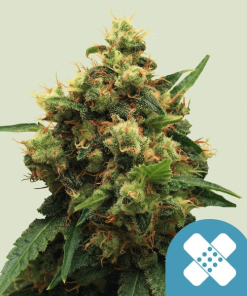 painkiller xl