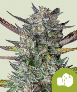 purple punch automatic