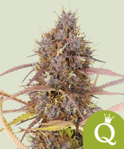 purple queen automatic