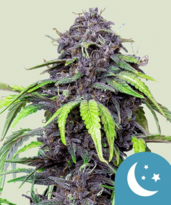purplematic cbd